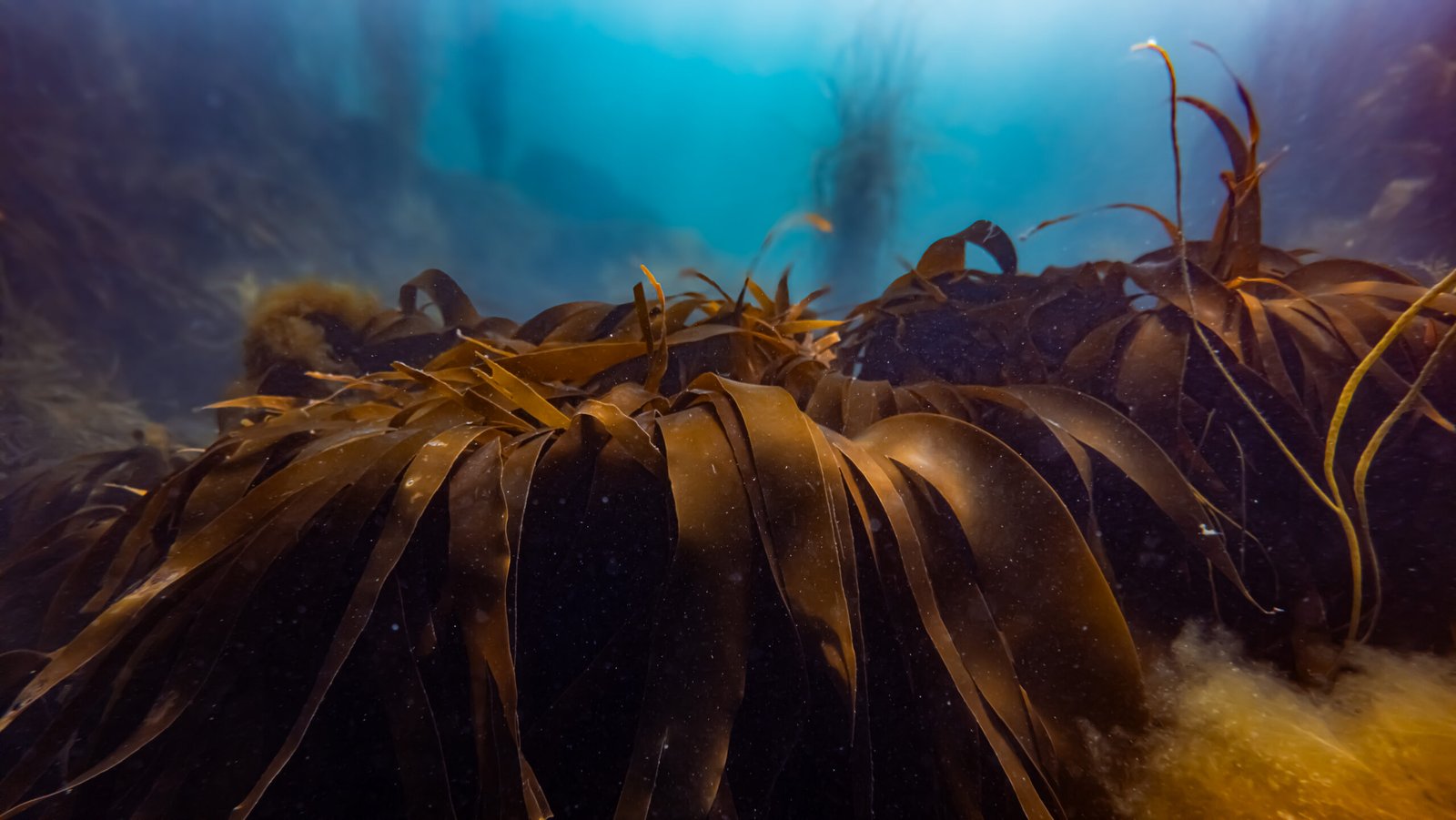Forêt de laminaires brunes baignée par la lumière sous-marine sur le littoral du Cotentin.