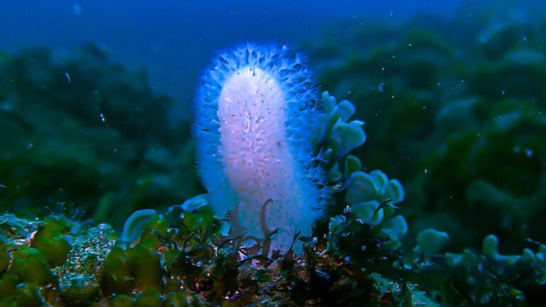 Photographie sous-marine en gros plan d'une colonie verticale d'Alcyon jaune de couleur blanche, couverte de minuscules polypes blancs déployés, fixée sur une roche couverte d'algues vertes. Fond marin bleu profond et flou.