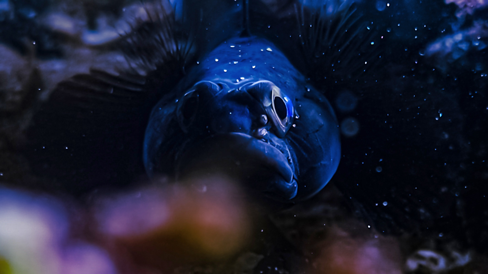 Gobie paganel (Gobius paganellus) vu de face dans une cavité rocheuse du littoral du Cotentin.