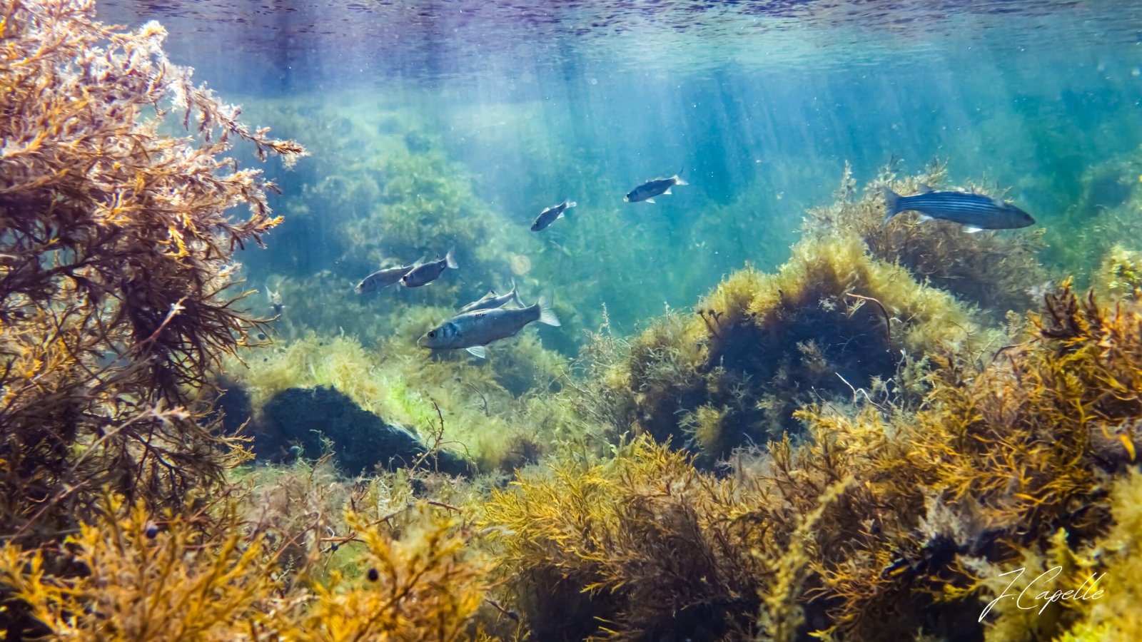 Banc de bars nageant dans des algues dorées baignées par des rayons de soleil perçant la surface d'une cuvette intertidale du Cotentin.