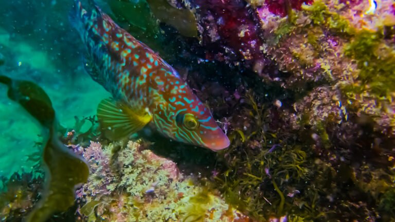 Crénilabre mélope mâle très coloré tenant des algues dans la bouche devant une faille rocheuse sous-marine.