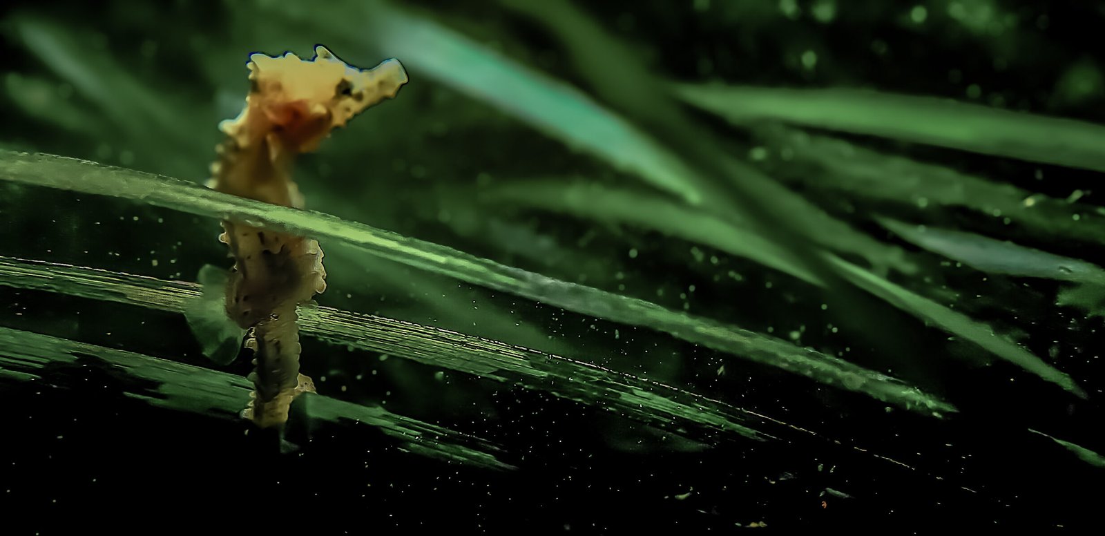 Hippocampe à museau court amarré à une feuille de zostère marine dans un herbier du Cotentin.