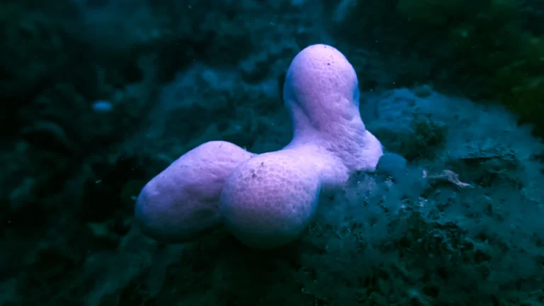 Alcyon lobé blanc (Alcyonium digitatum) accroché à une roche sous-marine sombre dans les eaux d'Omonville-la-Rogue à La Hague.
