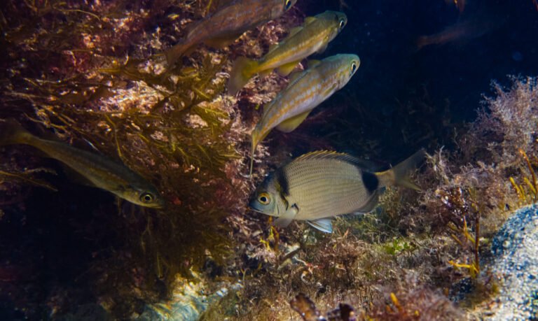 Juvénile de sar à tête noire (Diplodus vulgaris) et petits poissons dans les herbiers et cuvettes rocheuses du Cotentin.