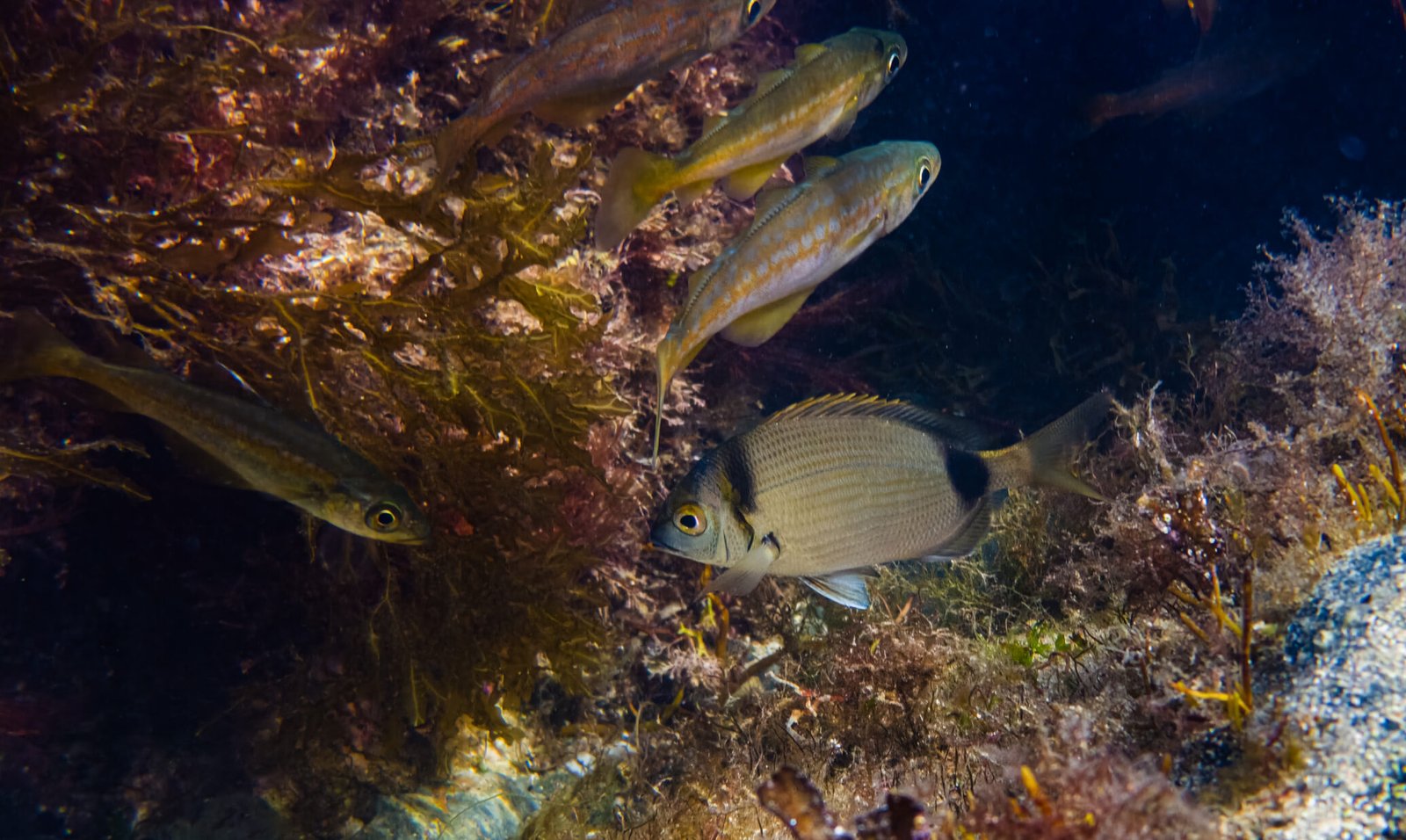 Juvénile de sar à tête noire (Diplodus vulgaris) et petits poissons dans les herbiers et cuvettes rocheuses du Cotentin.